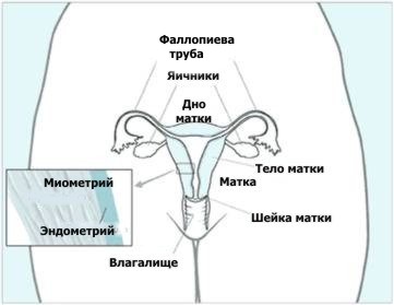 Строение матки