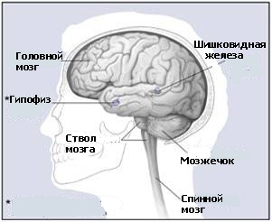 ГОЛОВНОЙ МОЗГ 