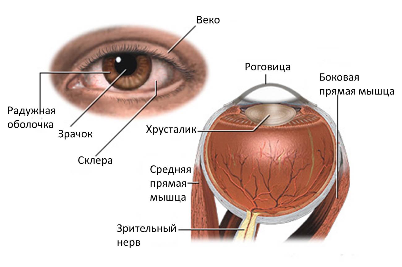 Глаукома латынь