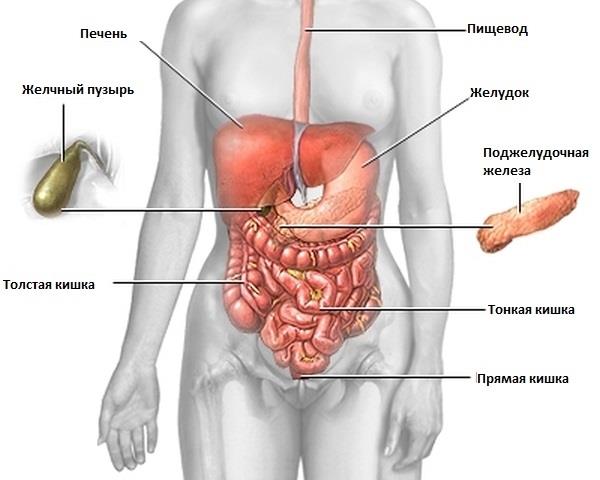 Поджелудочная железа на казахском языке