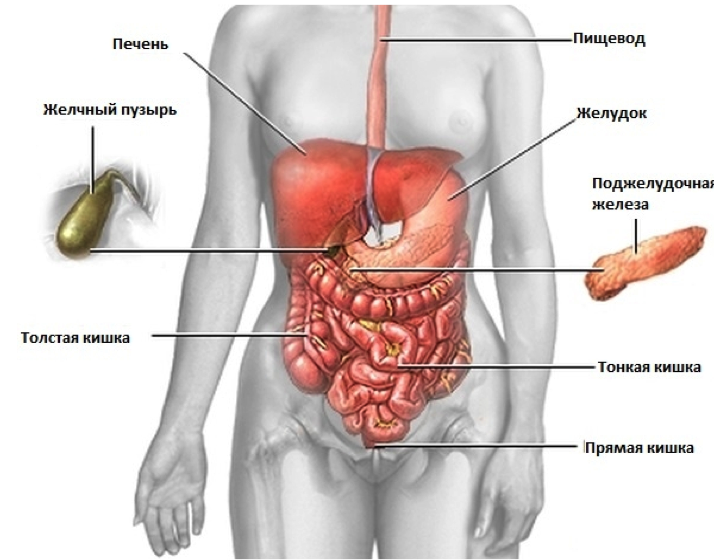 Где Болит Желчный Пузырь У Человека Фото