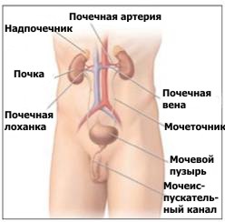 Где Находится Мочеиспускательный Канал У Женщин Фото