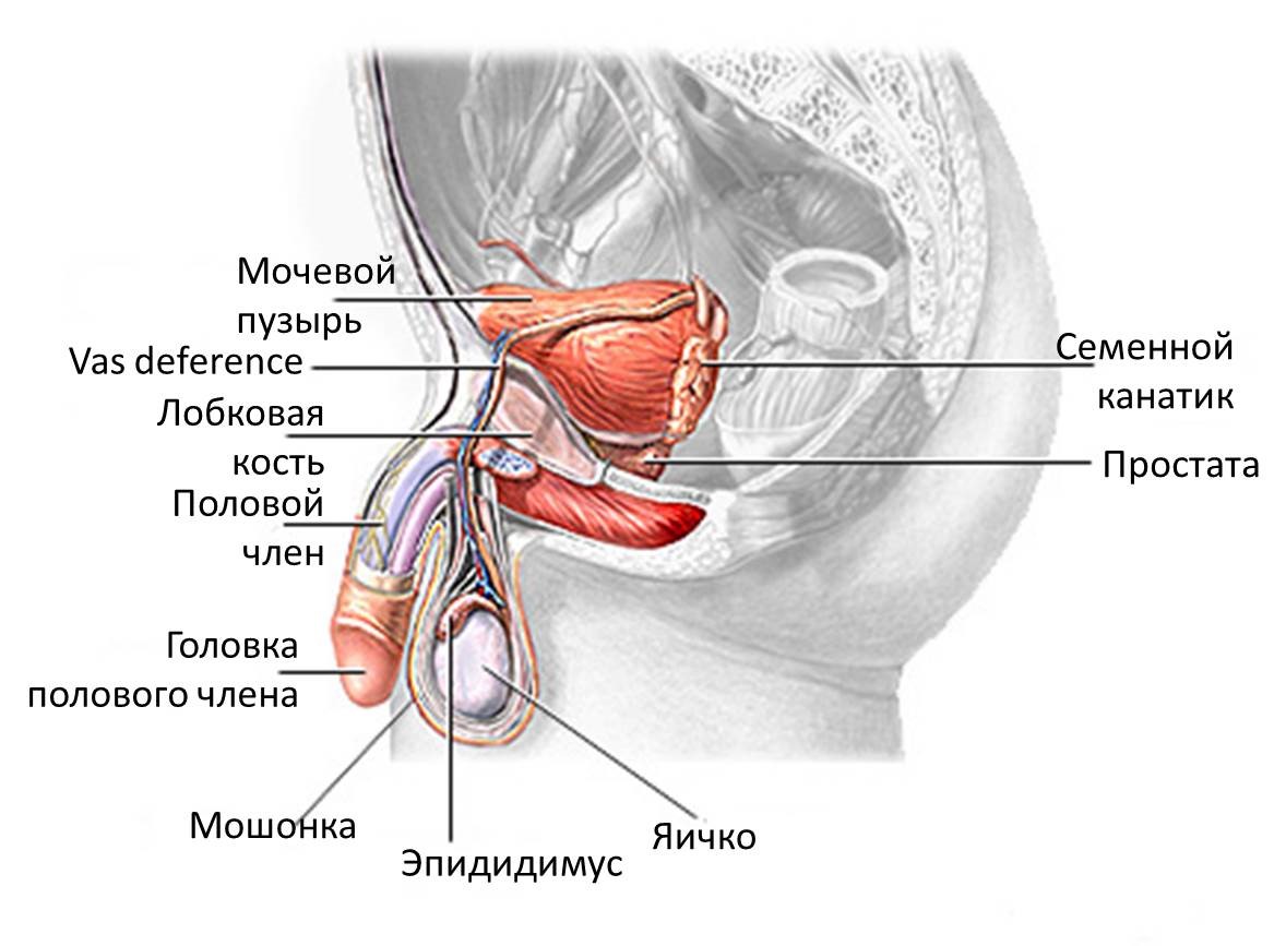 Болезнь Пейрони - Азбука здоровья