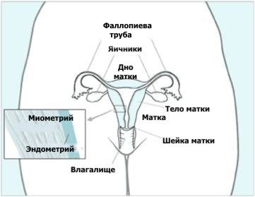 Где матка и яичники. Расположение матки. Матка расположение в организме.