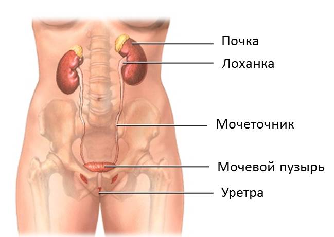 Уретра Мужская Где Находится Фото