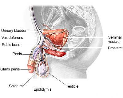 Male reproductive anatomy