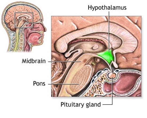 ypothalamus