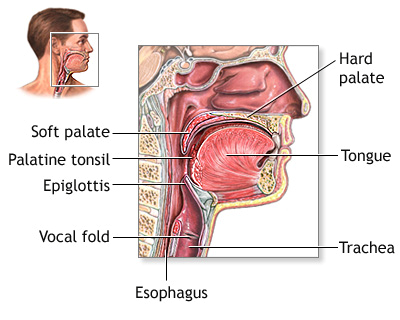 hroat anatomy