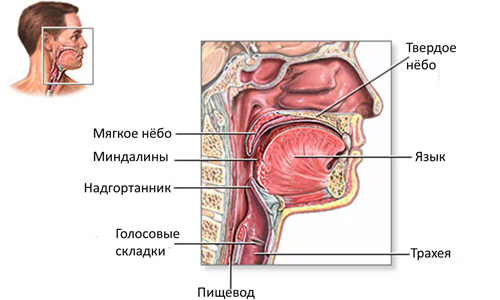 Картинки по запросу