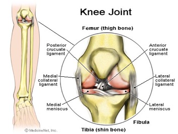 Description: Knee Joint