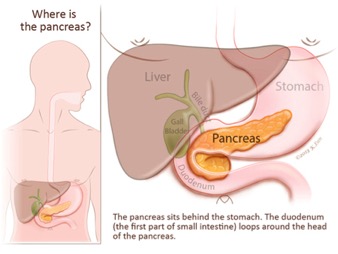 Description: Diagram showing pancreas location