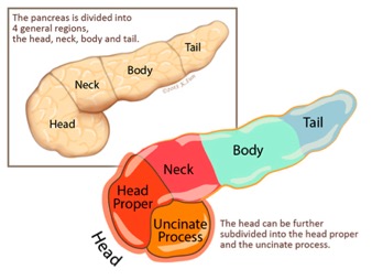 Description: Diagram showing pancreas parts