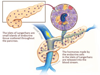 Description: images of pancreas