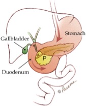 Description: flow of pancreatic fluid