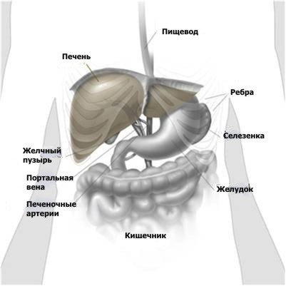 Печень строение