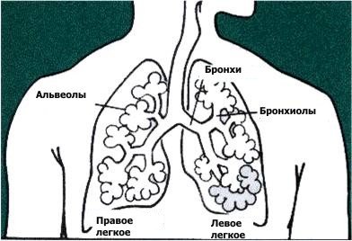 Строение легких