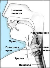 Строение гортани