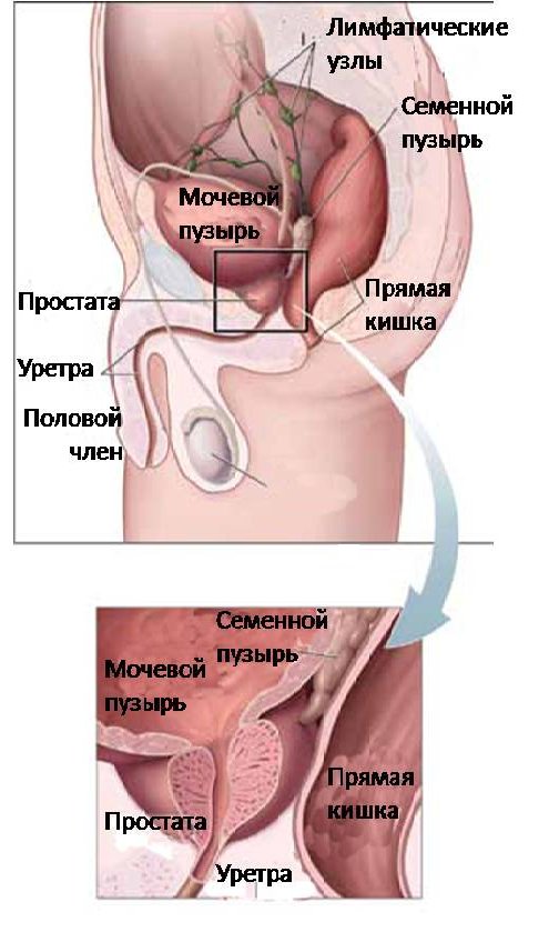 Простата, строение