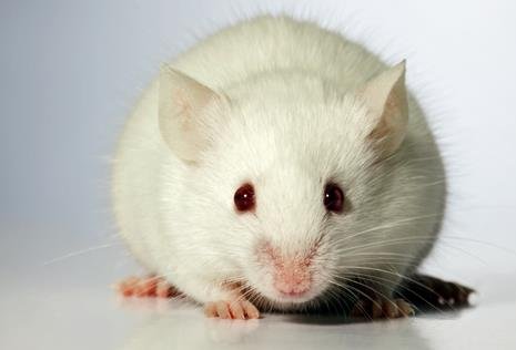 Мышам пересадили клетки человеческого мозга