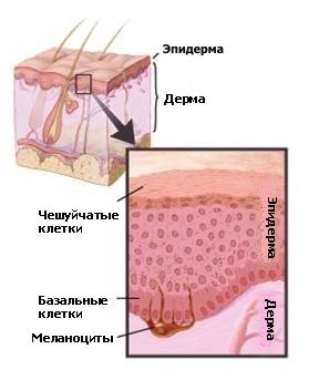 Строение кожи