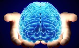 Ученые вырастили человеческий головной мозг в лаборатории