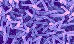 Кишечные бактерии снижают воспалительные процессы и помогают иммунной системе человека