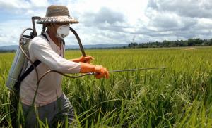 Пестициды были обнаружены в китайских лечебных травах